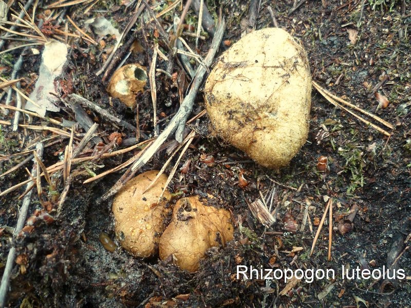Rhizopogon luteolus-amf1611-1.jpg - Rhizopogon luteolus ; Syn: Rhizopogon obtextus ; Nom français: Rhizopogon jaune
